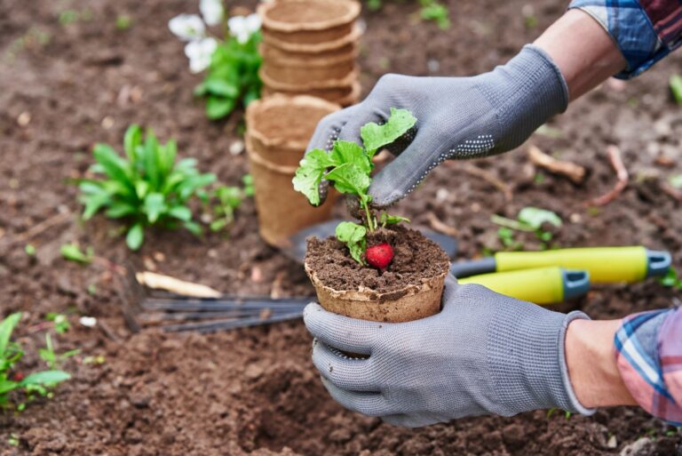 Gardener planting