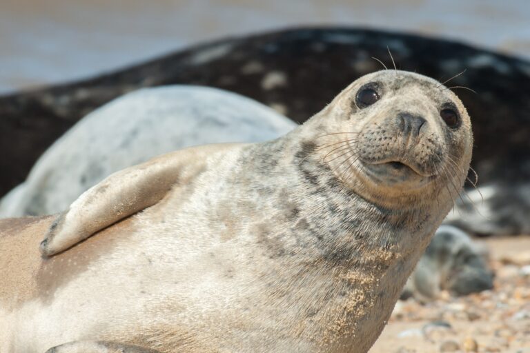 Seal pup